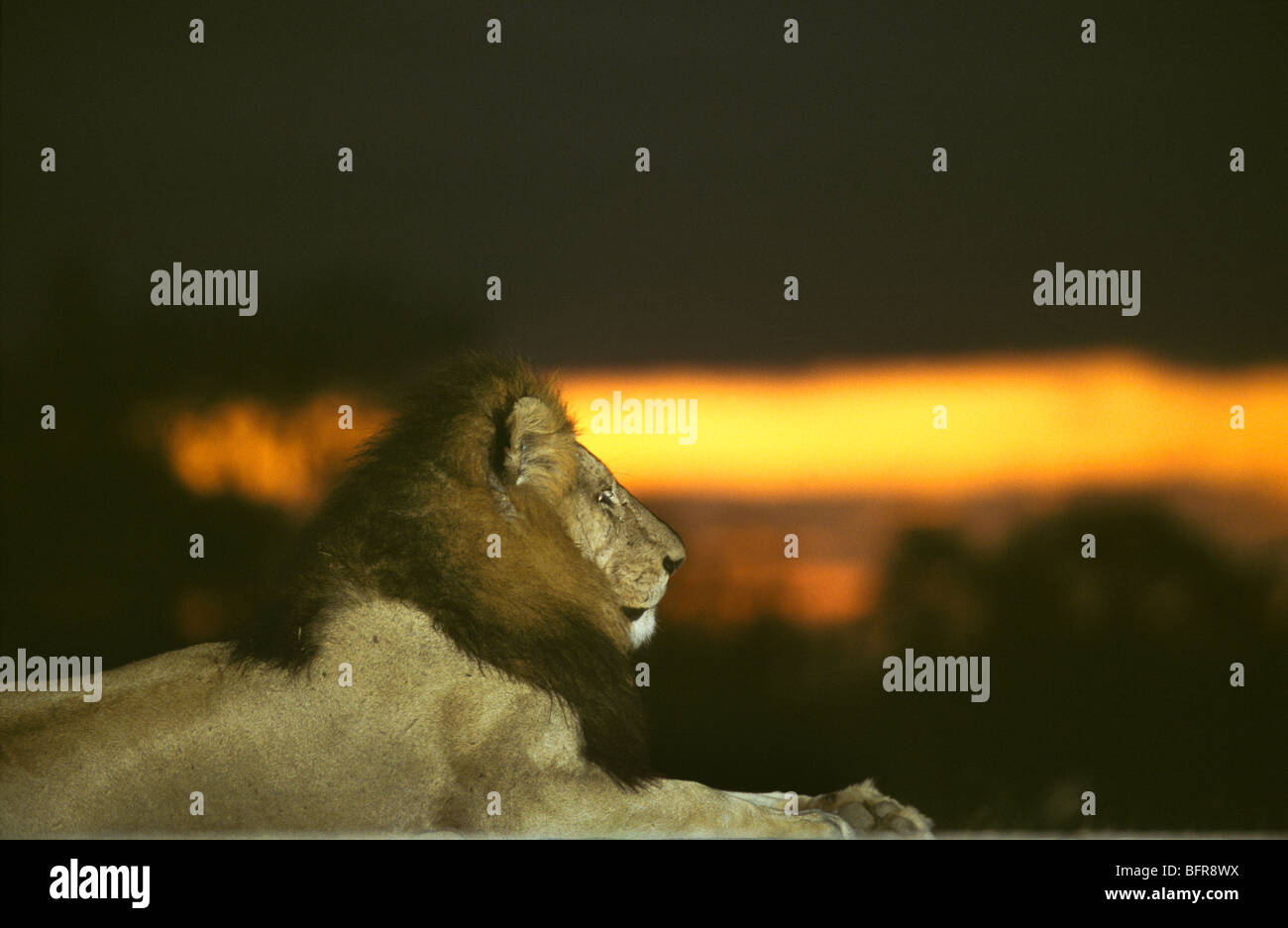 Male lion (Panthera leo) reposant sur un monticule au coucher du soleil Banque D'Images