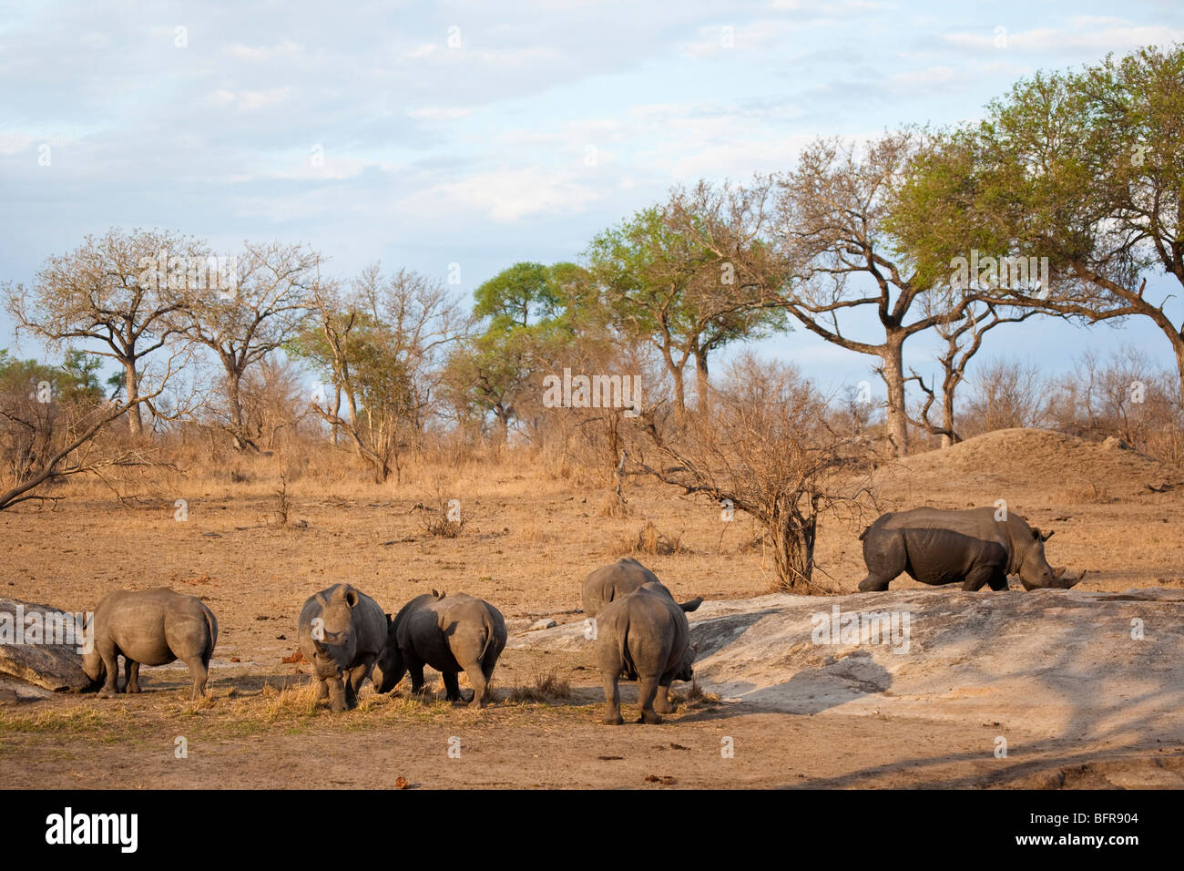 Troupeau de rhinocéros Standing together Banque D'Images