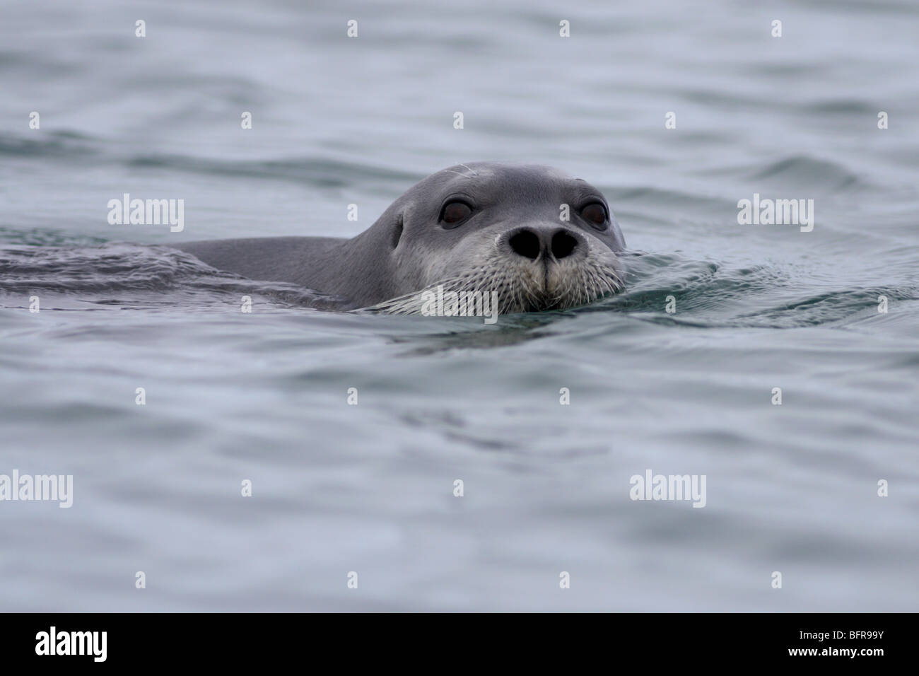 Le phoque barbu natation dans la mer de l'Arctique Kongsfjorden, France Banque D'Images