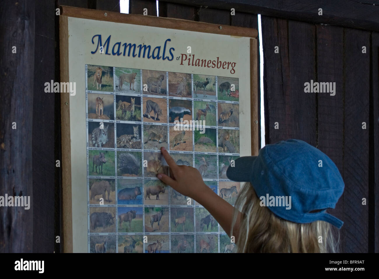 Girl une affiche montrant les mammifères du Pilanesberg Banque D'Images