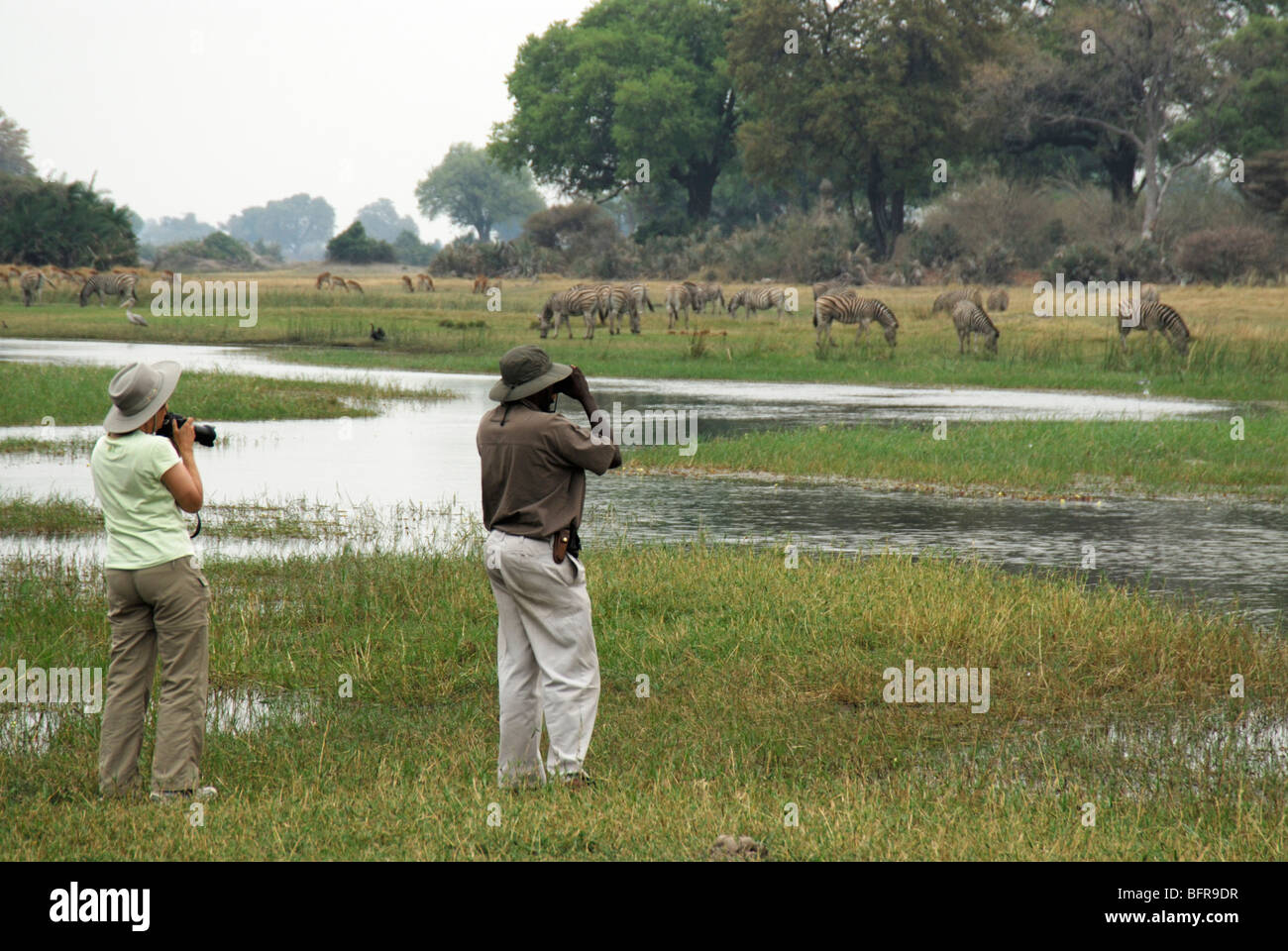 Guide touristique et pâturage Troupeau de zèbres de visualisation Banque D'Images