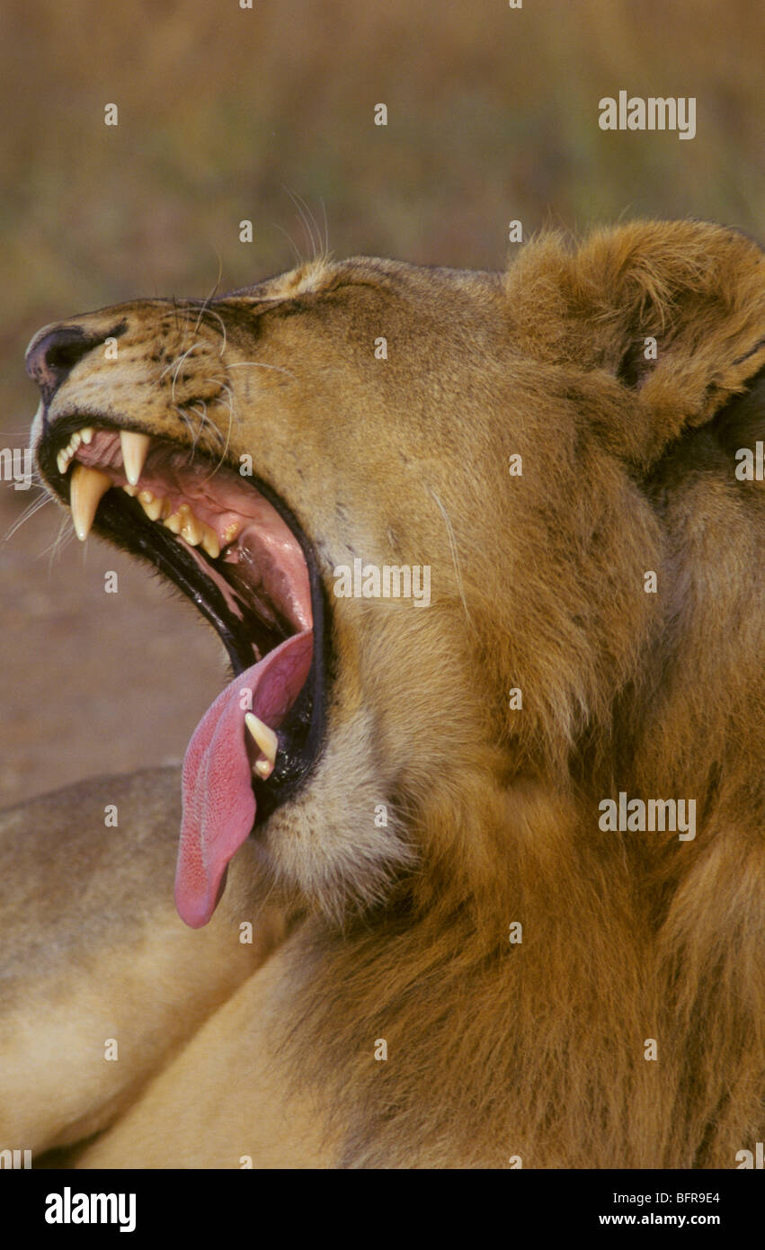 Lion (Panthera leo) le bâillement, langue montrant Banque D'Images