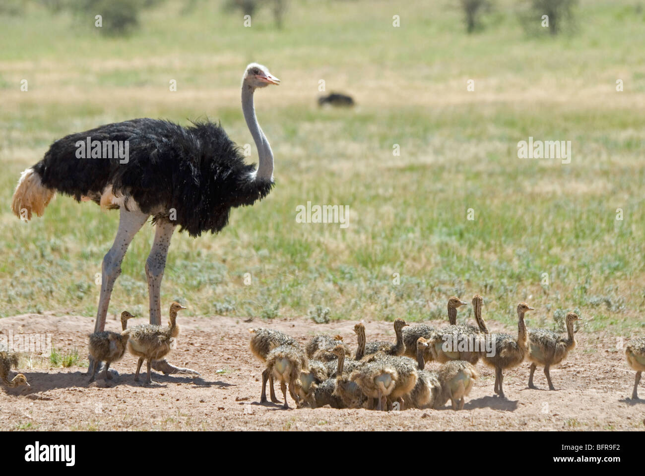 Autruche commune avec les poussins mâles Banque D'Images