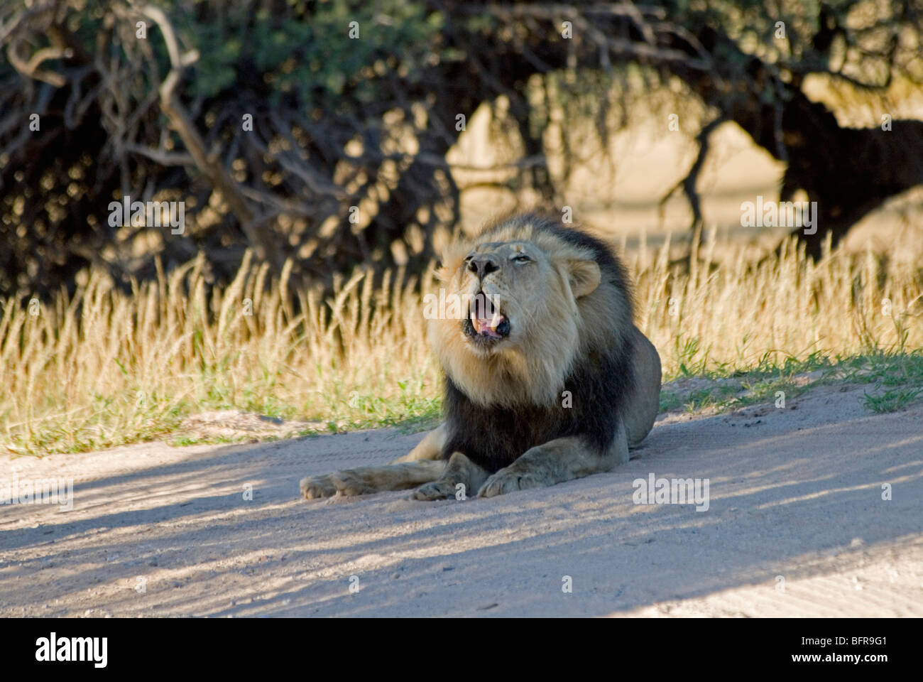 Lion à crinière noire roaring Banque D'Images