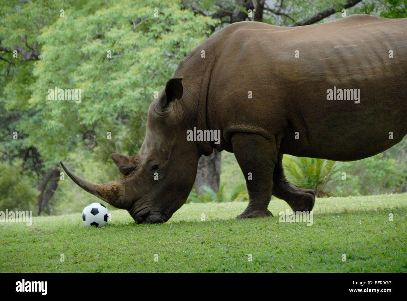 Un habitué white rhino walking jusqu'à un ballon de foot comme si de jouer avec elle en Afrique du Sud. Disponible pour séance photo. Banque D'Images