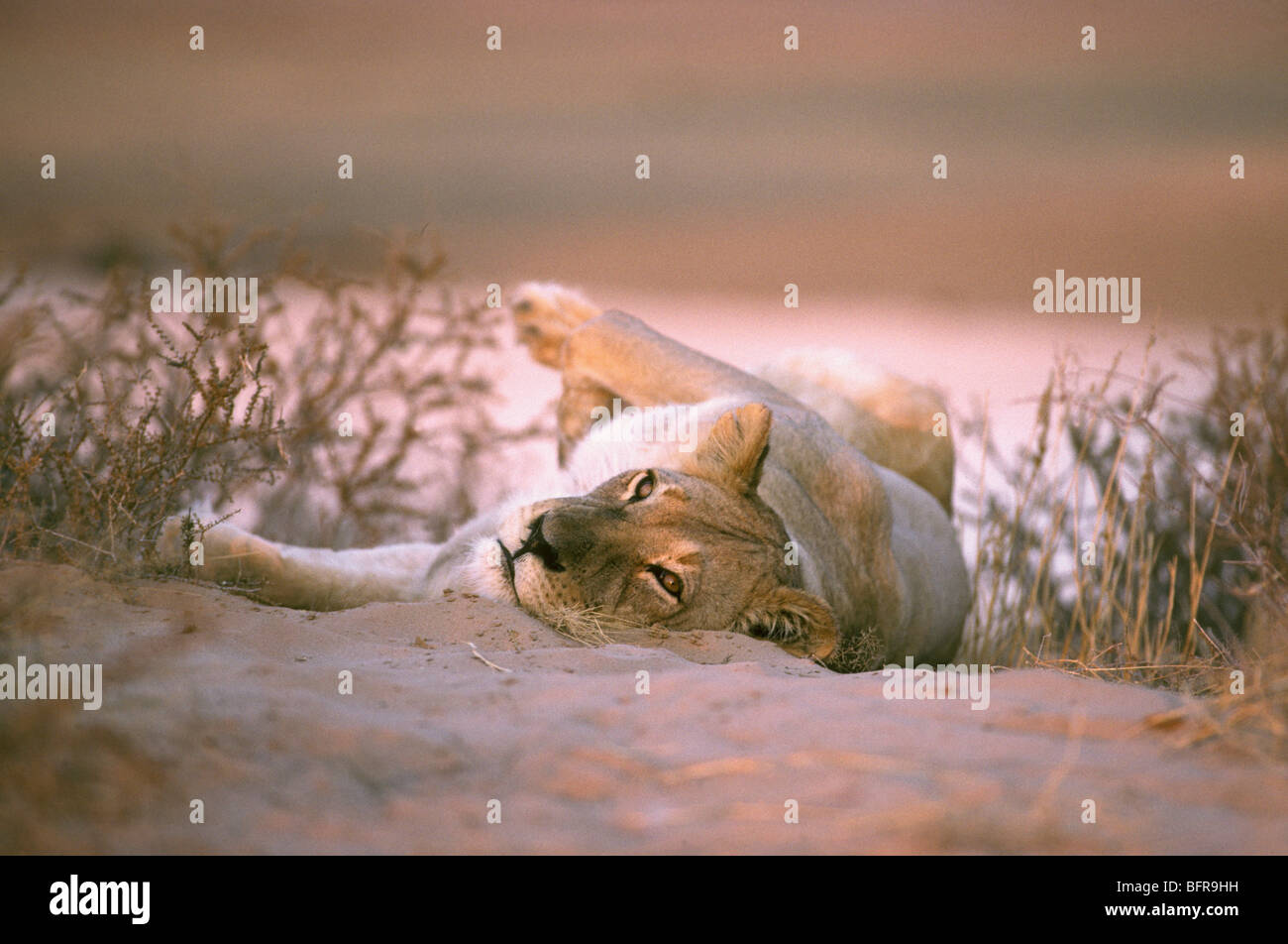 Lionne détente sur dune de sable (Panthera leo) Banque D'Images