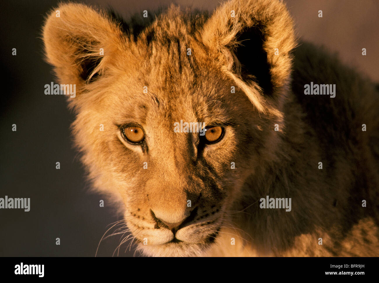 Close-up portrait of a Lion (Panthera leo) Banque D'Images