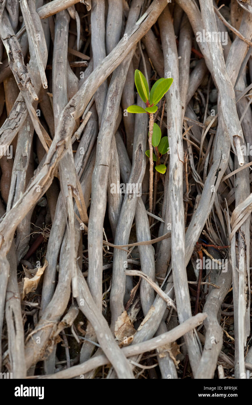 Red Mangrove, Rhizophora mangle, plantule développe entre les racines de palm, Mission Beach, Queensland, Australie Banque D'Images