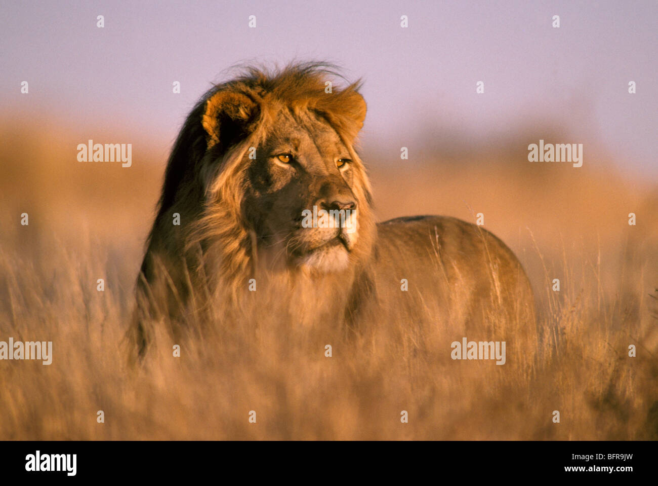 Male lion (Panthera leo) dans de l'herbe sèche au début de la lumière du matin Banque D'Images