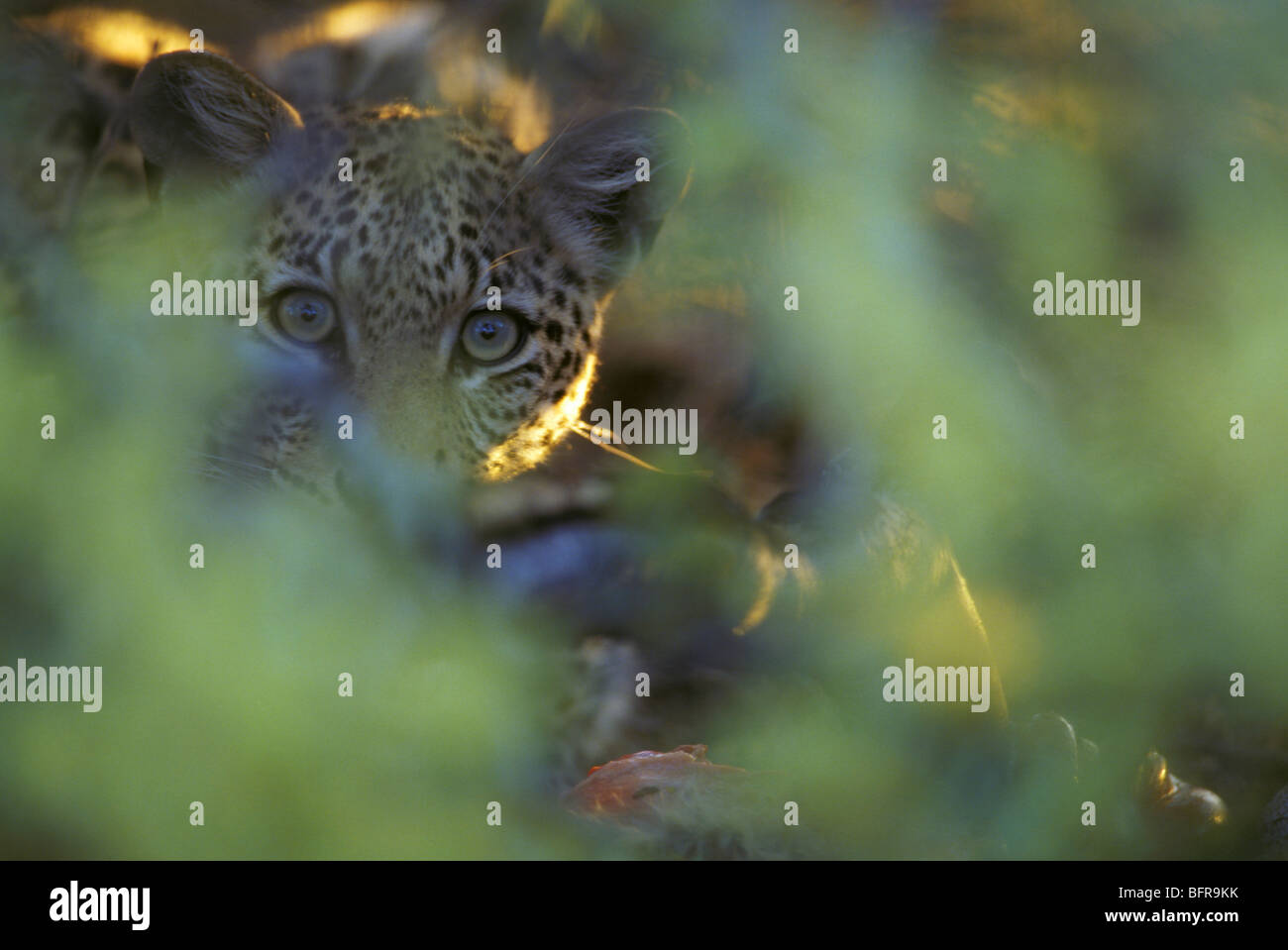Leopard (Panthera pardus) avec kill sur le si d'épaisseur de la végétation verte Banque D'Images