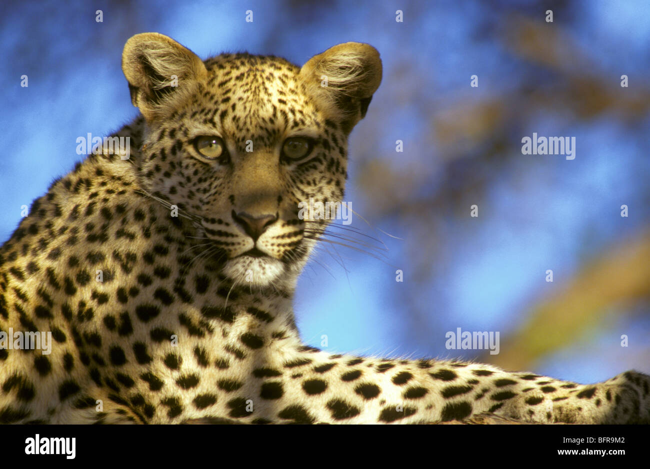 Portrait d'un léopard se détendre dans un arbre (Panthera pardus) Banque D'Images