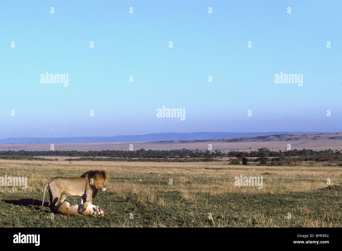 Vue panoramique de paire accouplée lion (Panthera leo) dans les plaines du Mara Banque D'Images