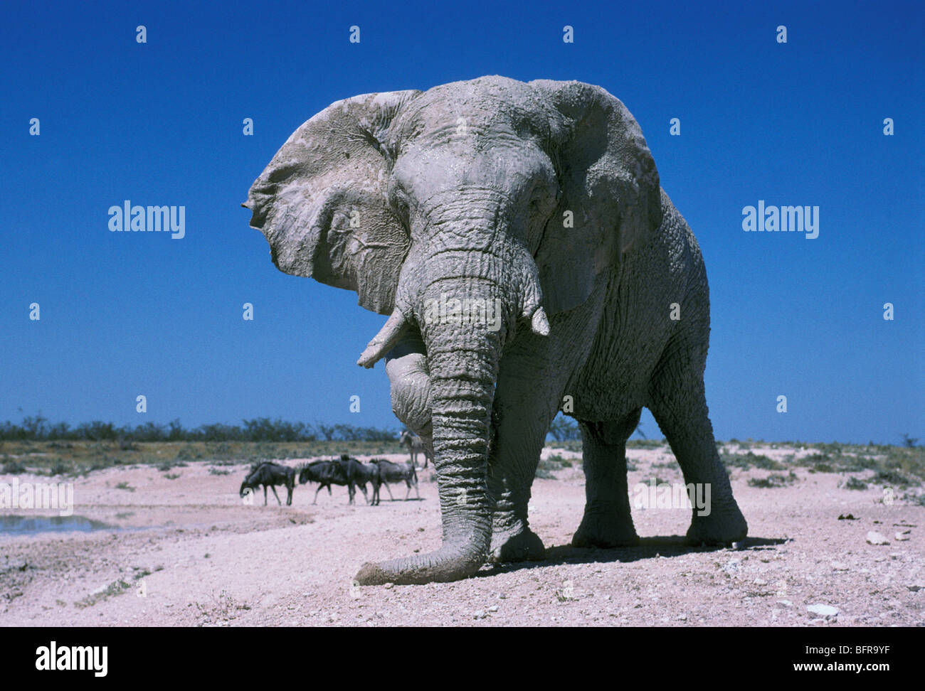 L'éléphant africain recouvert d'argile blanche (Loxodonta africana) reposant sa malle sur le sol, Banque D'Images