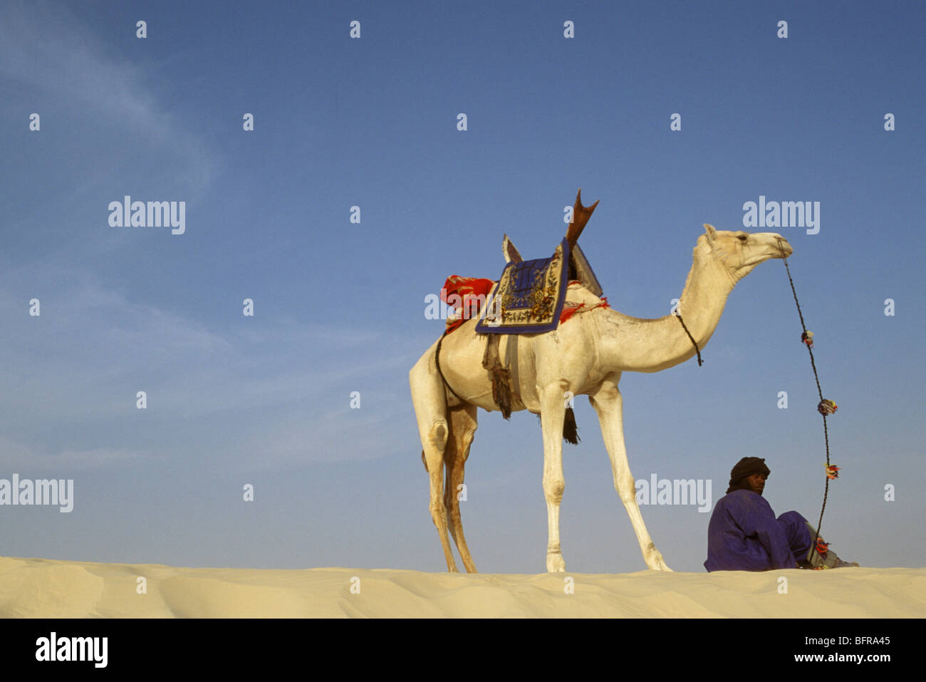 Homme Touareg assis avec un chameau sur une corde dans le désert du Sahara Banque D'Images