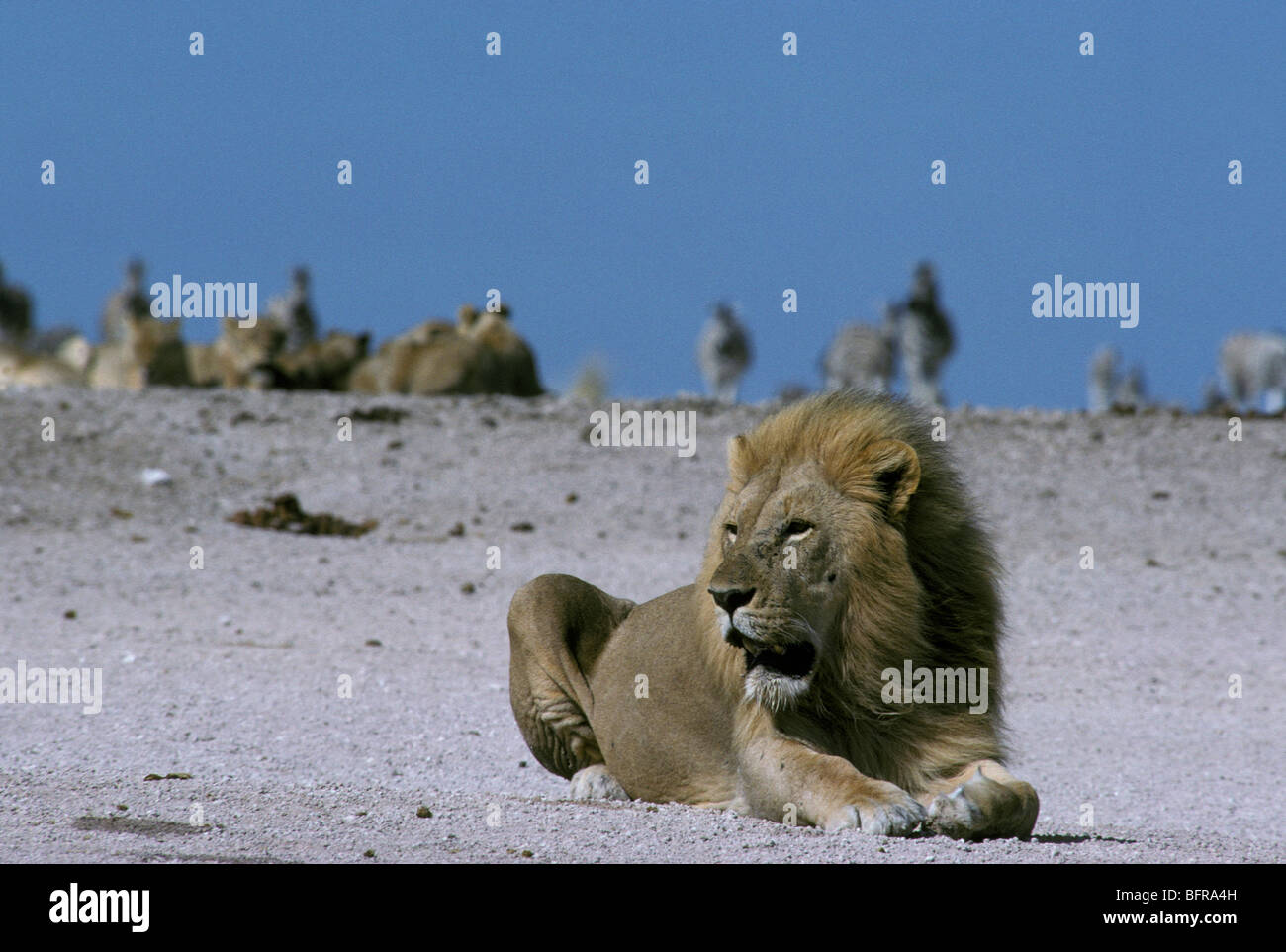 Troupeau de zèbres attendent patiemment sur l'horizon alors que la fierté du lion (Panthera leo) est à un point d'eau Banque D'Images