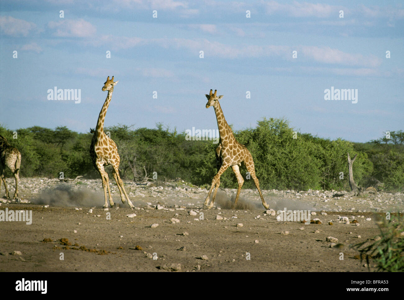 Girafe sud tourmenté par les insectes piqueurs (Giraffa camelopardalis giraffa) Banque D'Images