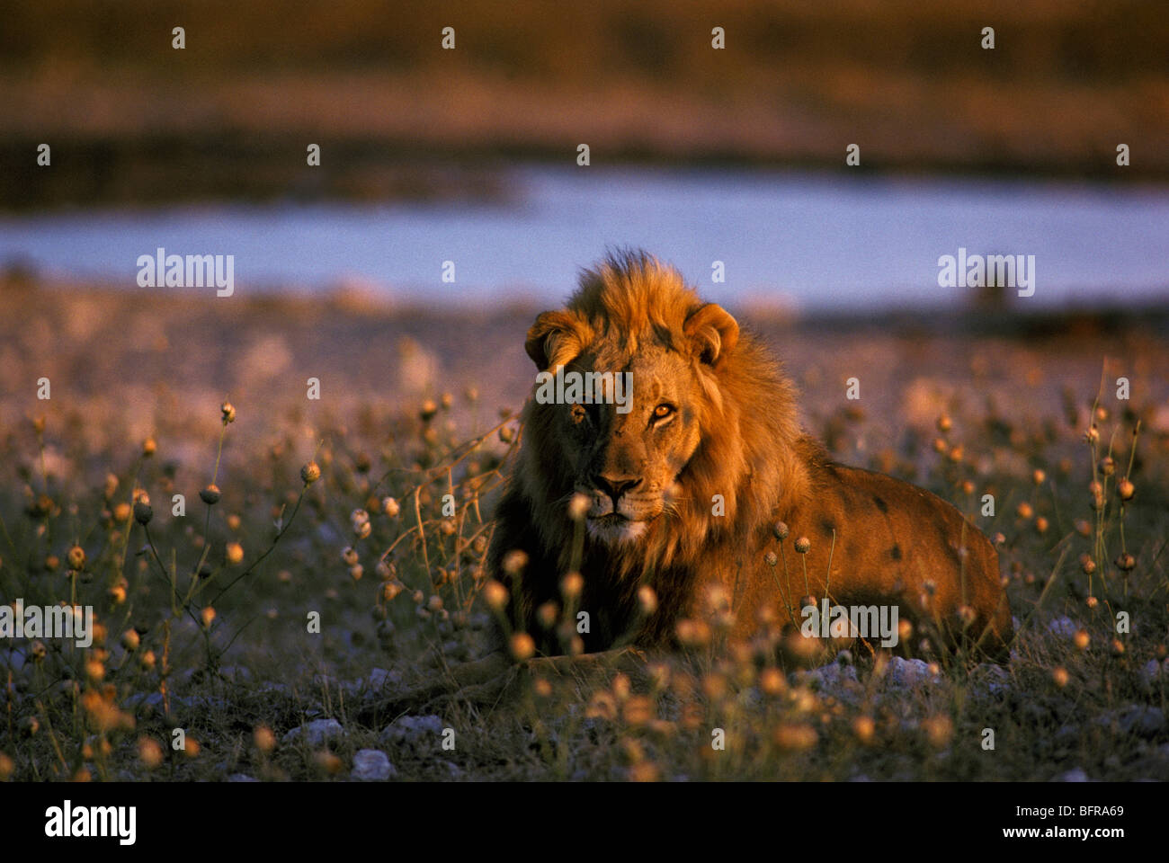 Male lion (Panthera leo) se prélassant parmi les fleurs à un wateringhole Banque D'Images