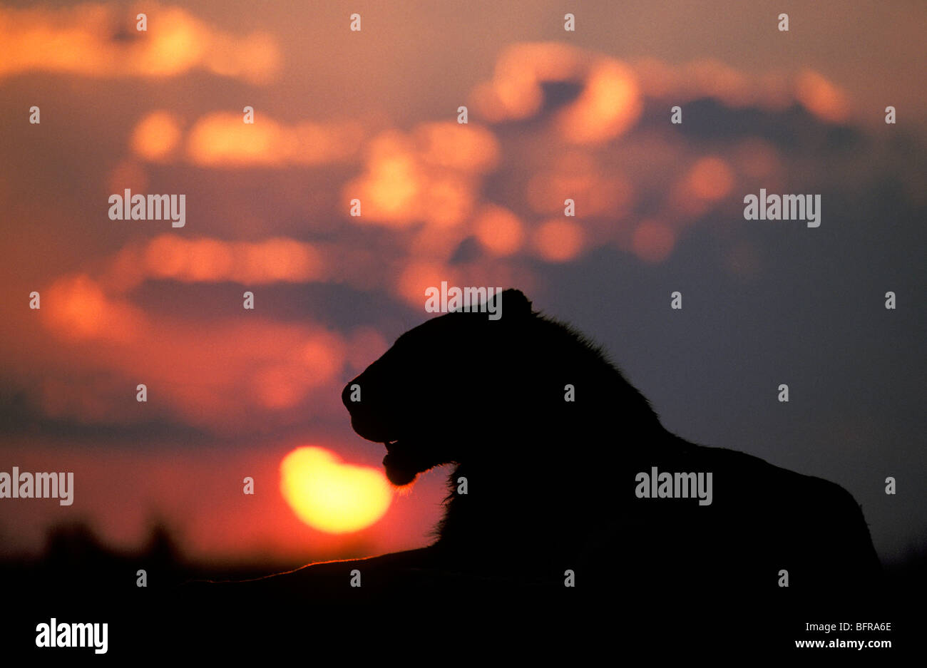 Silhouette d'un lion au coucher du soleil (Panthera leo) Banque D'Images
