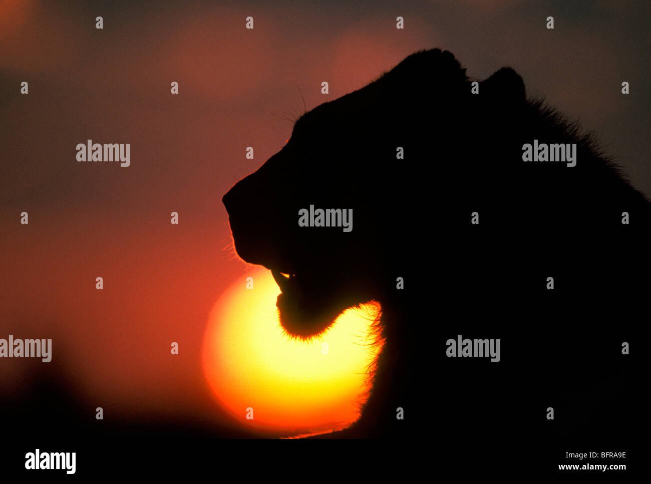 Au coucher du soleil lion (Panthera leo) Banque D'Images