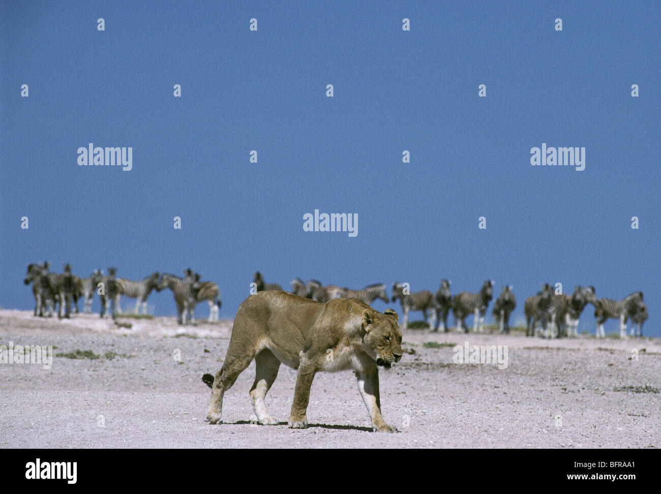 Lioness (Panthera leo) marchant sur un terrain découvert vu par un troupeau de zèbres sur l'horizon Banque D'Images