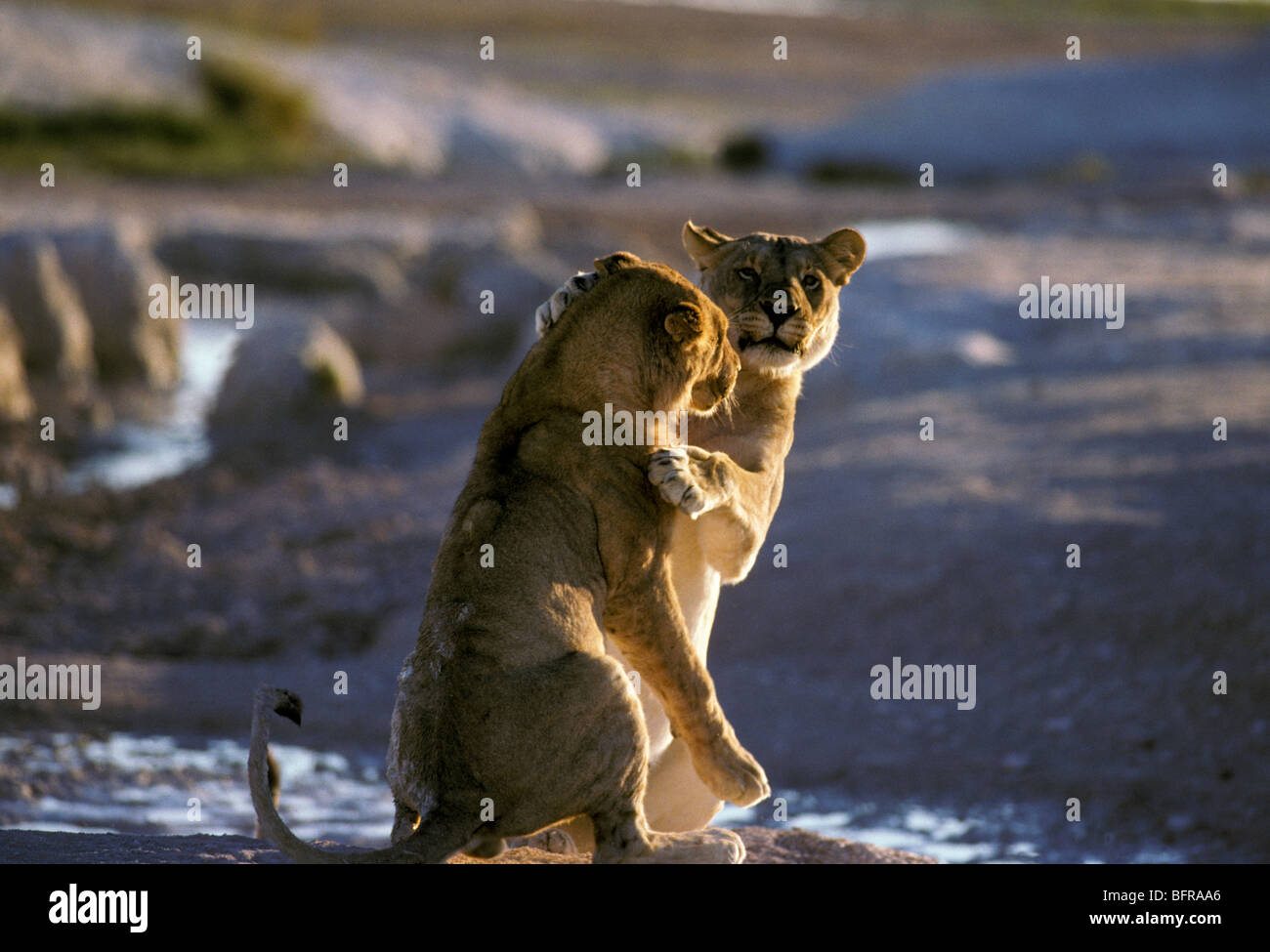 La lutte contre jouer lion (Panthera leo) Banque D'Images
