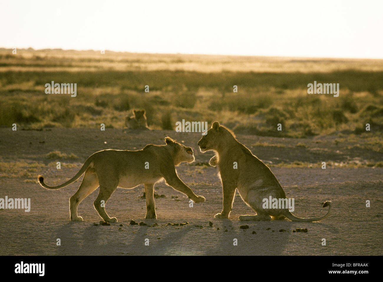 Jouer lions (Panthera leo) lutte contre Banque D'Images
