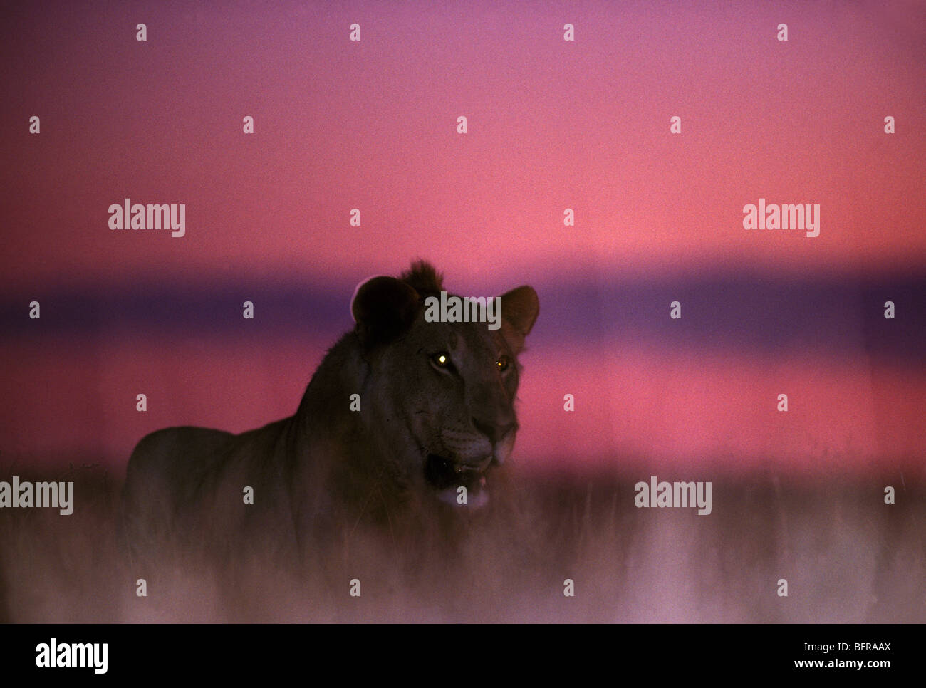 Dans twilight lion (Panthera leo) avec moody ciel rose Banque D'Images