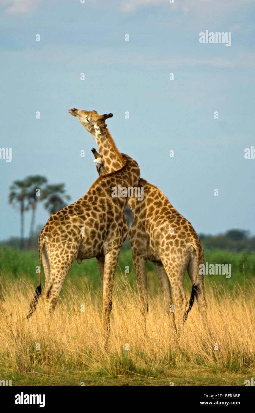 Les girafes au cou-lutte dans le cadre de leur comportement de dominance Banque D'Images