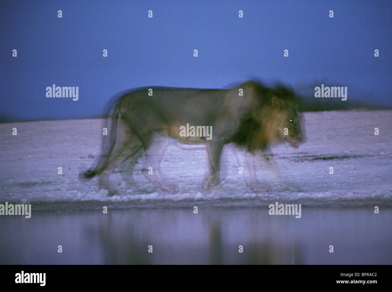 Image abstraite de Lion à trou d'eau au crépuscule (Panthera leo) Banque D'Images