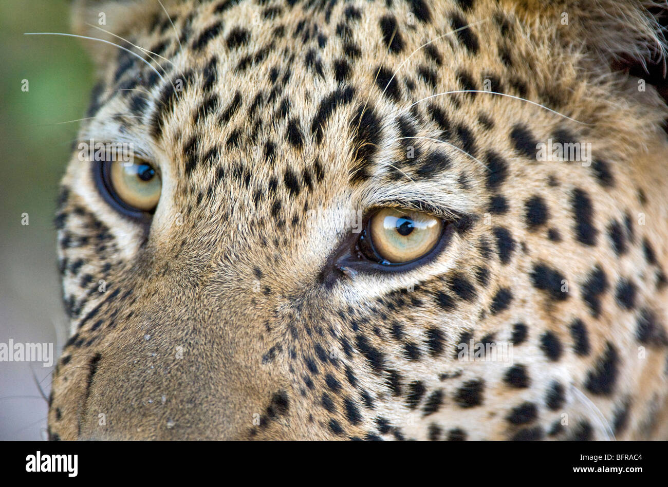 Close-up de Leopard (Panthera pardus) Banque D'Images