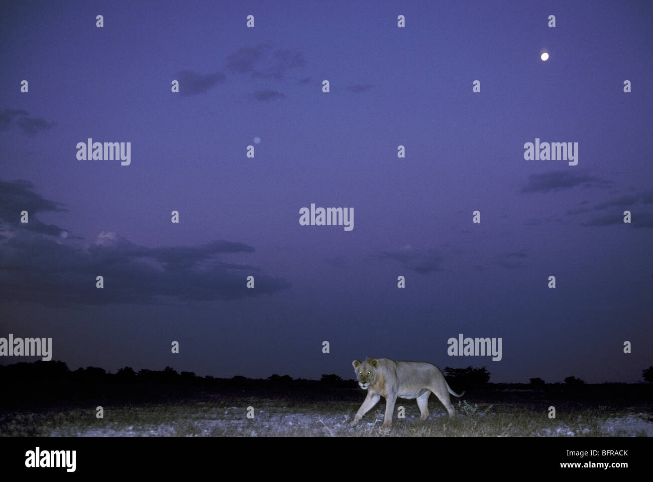 Au crépuscule avec lune lion (Panthera leo) Banque D'Images