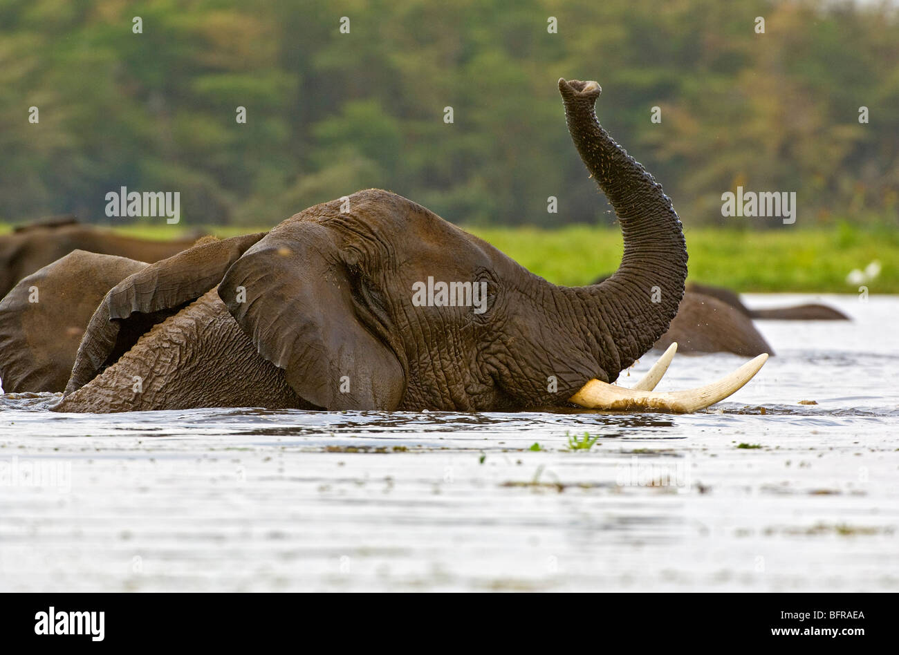 Dans l'eau de l'Eléphant d'Afrique (Loxodonta africana) Banque D'Images