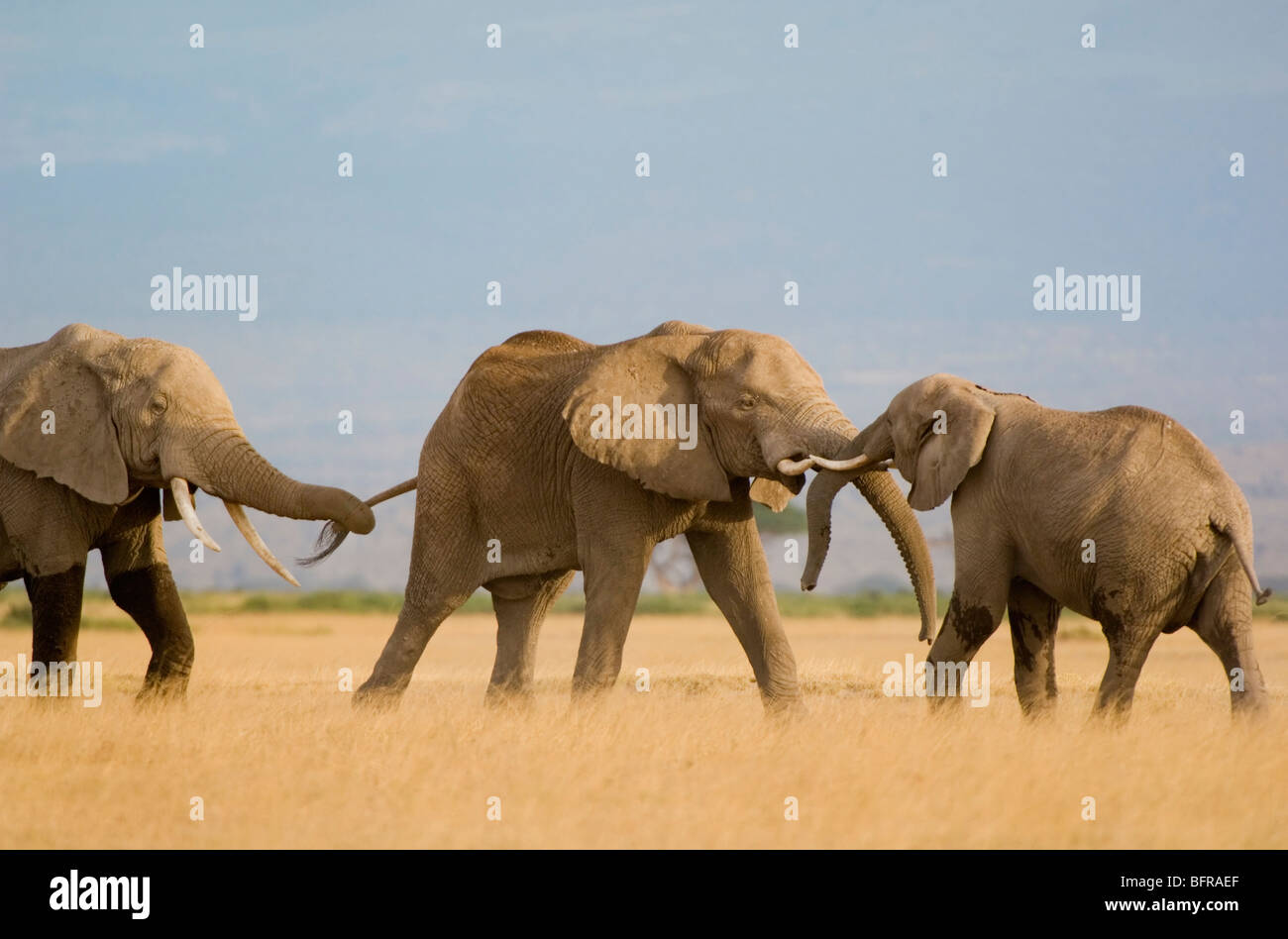 Deux éléphants bull pousser et pousser avec leurs malles dans un match d'entraînement l'un tenant la queue d'un autre Banque D'Images