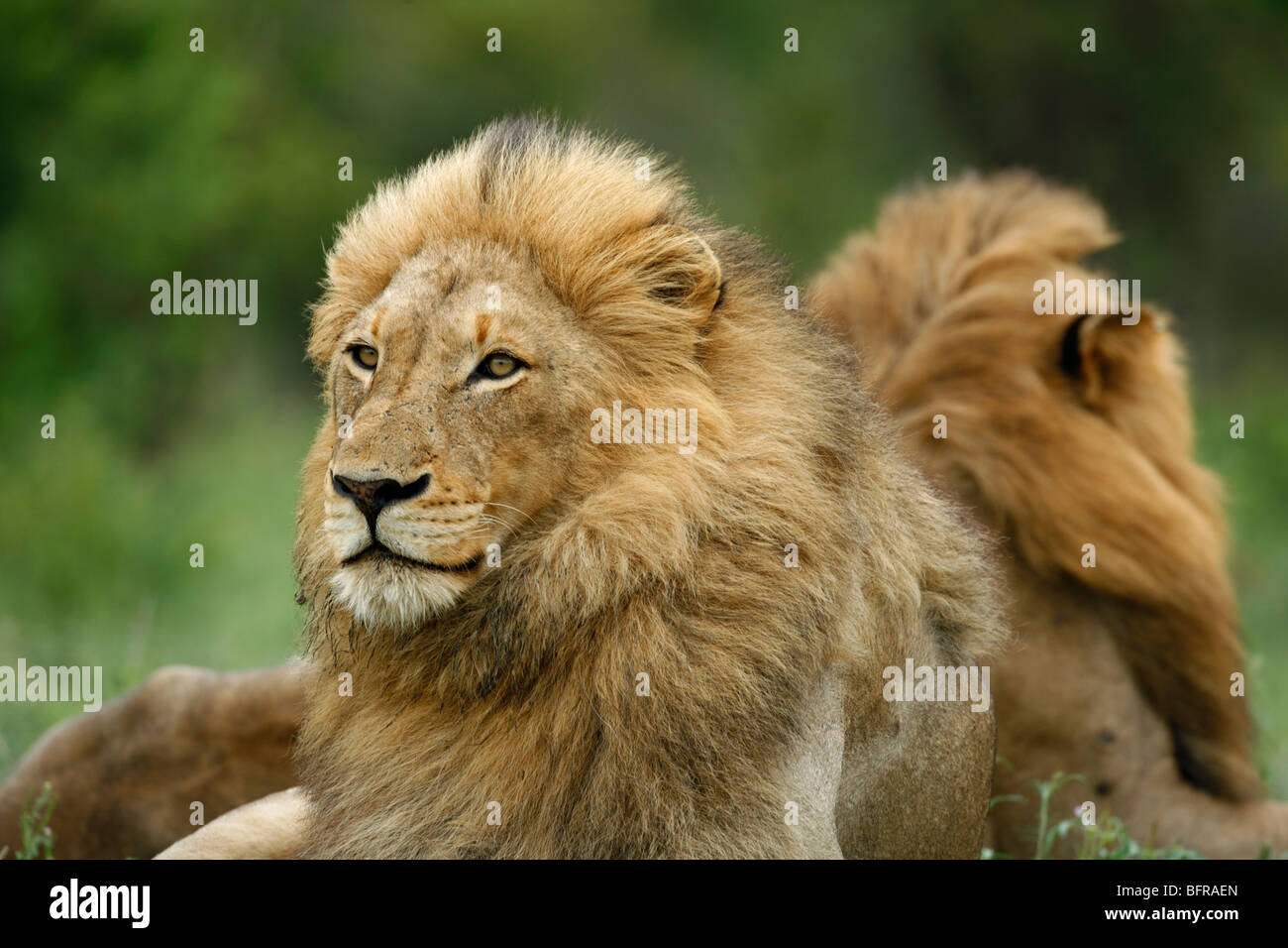 Portrait serré de deux lions mâles assis dos à dos Banque D'Images