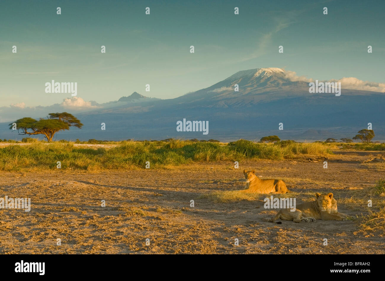 Deux jeunes lions (Panthera leo) se trouvant sur la plaine d'Amboseli sur fond de sommets enneigés du Kilimandjaro Banque D'Images