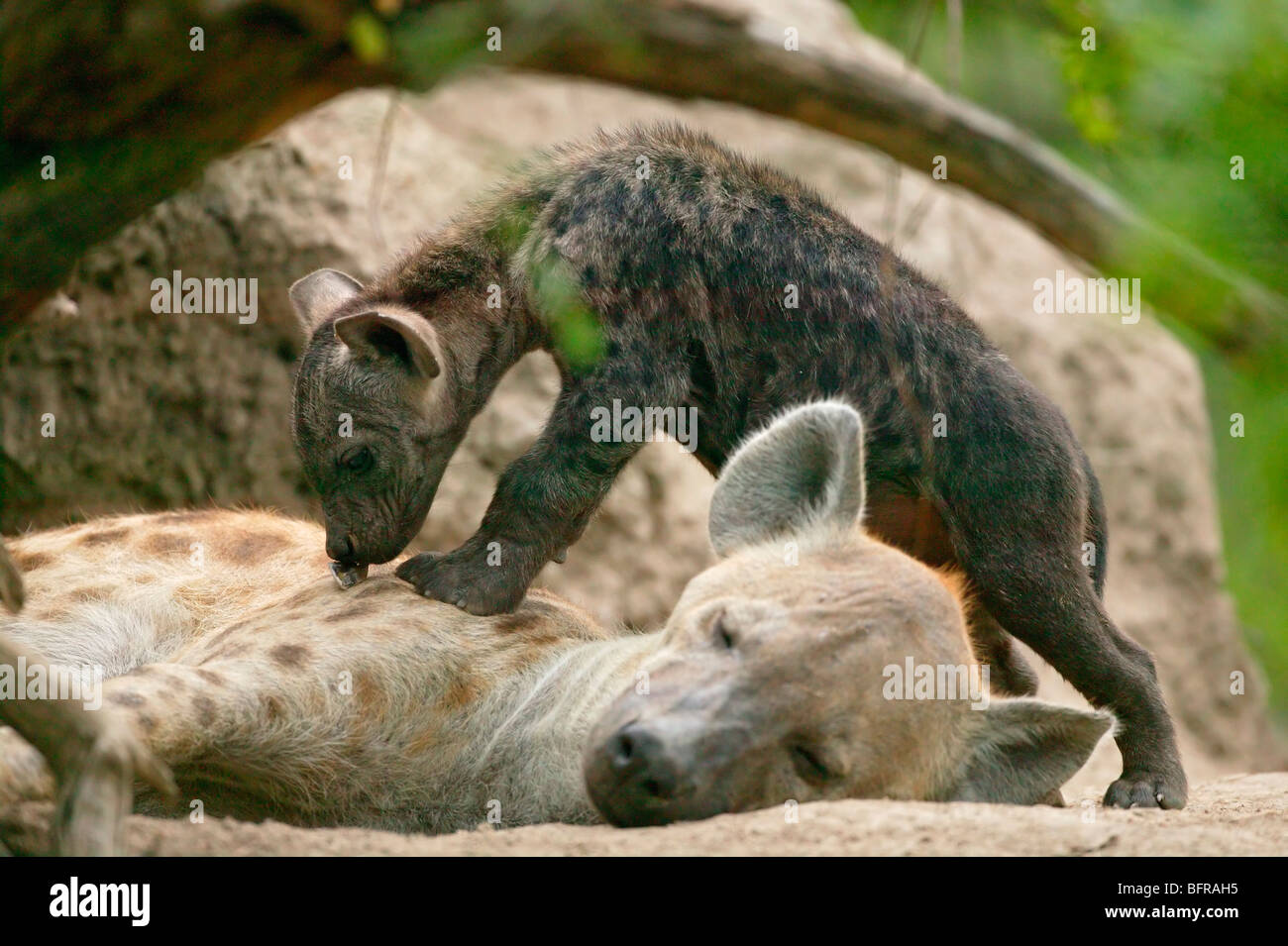 L'hyène tachetée pup debout sur sa mère dormir Banque D'Images
