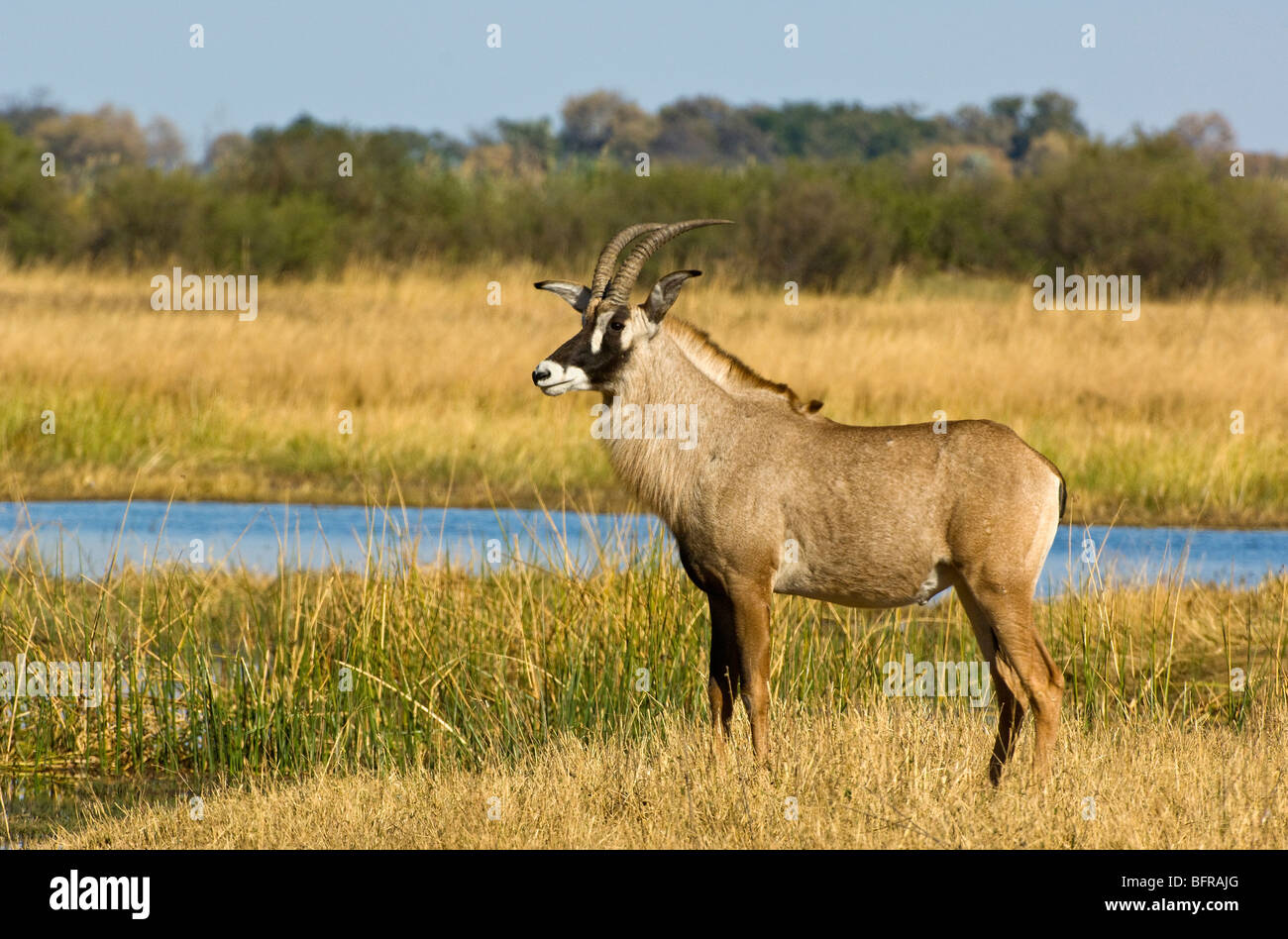 Vue latérale de l'antilope rouanne (Hippotragus equinus) Banque D'Images