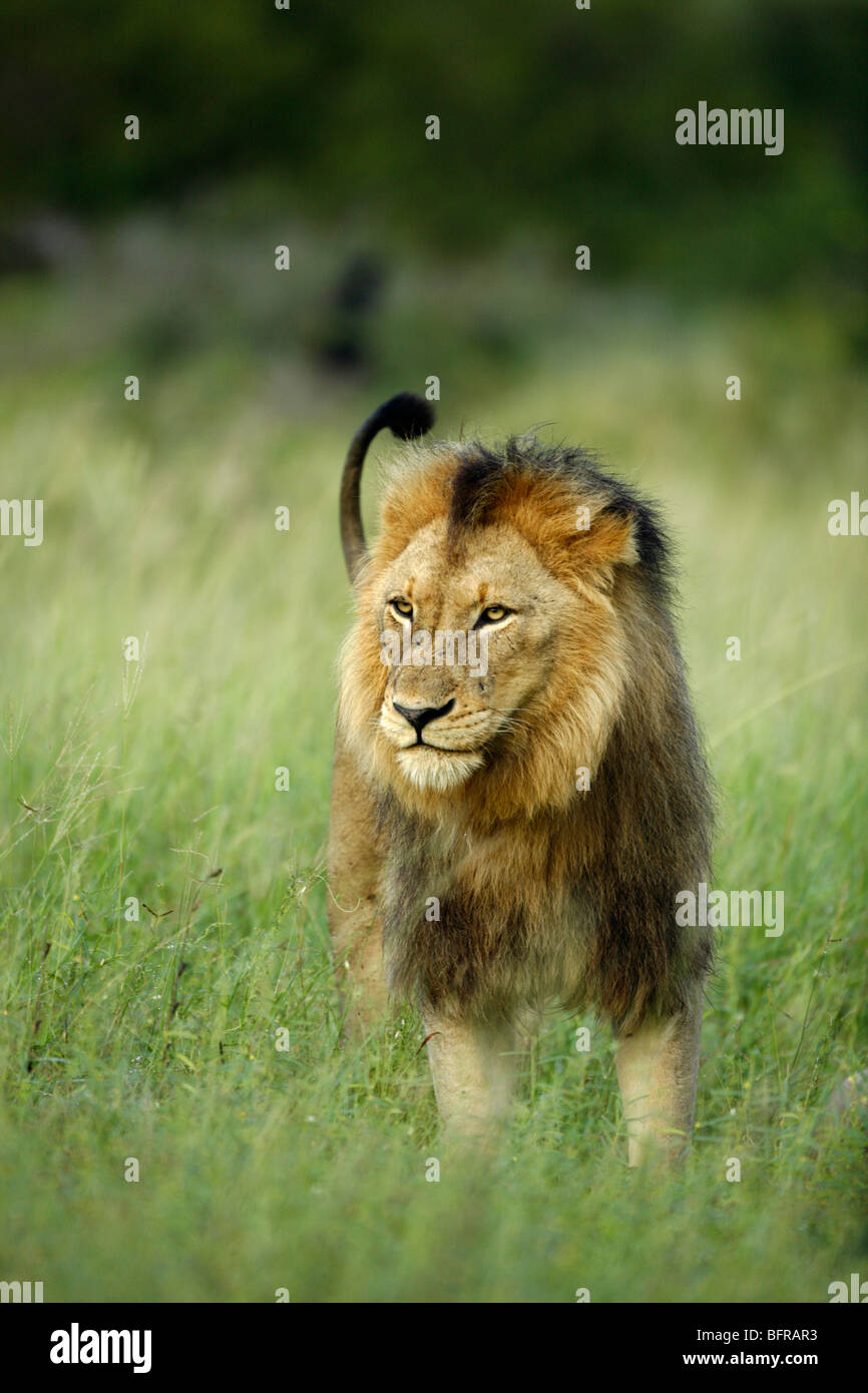 Homme Lion debout, avec sa queue remua dans l'air Banque D'Images
