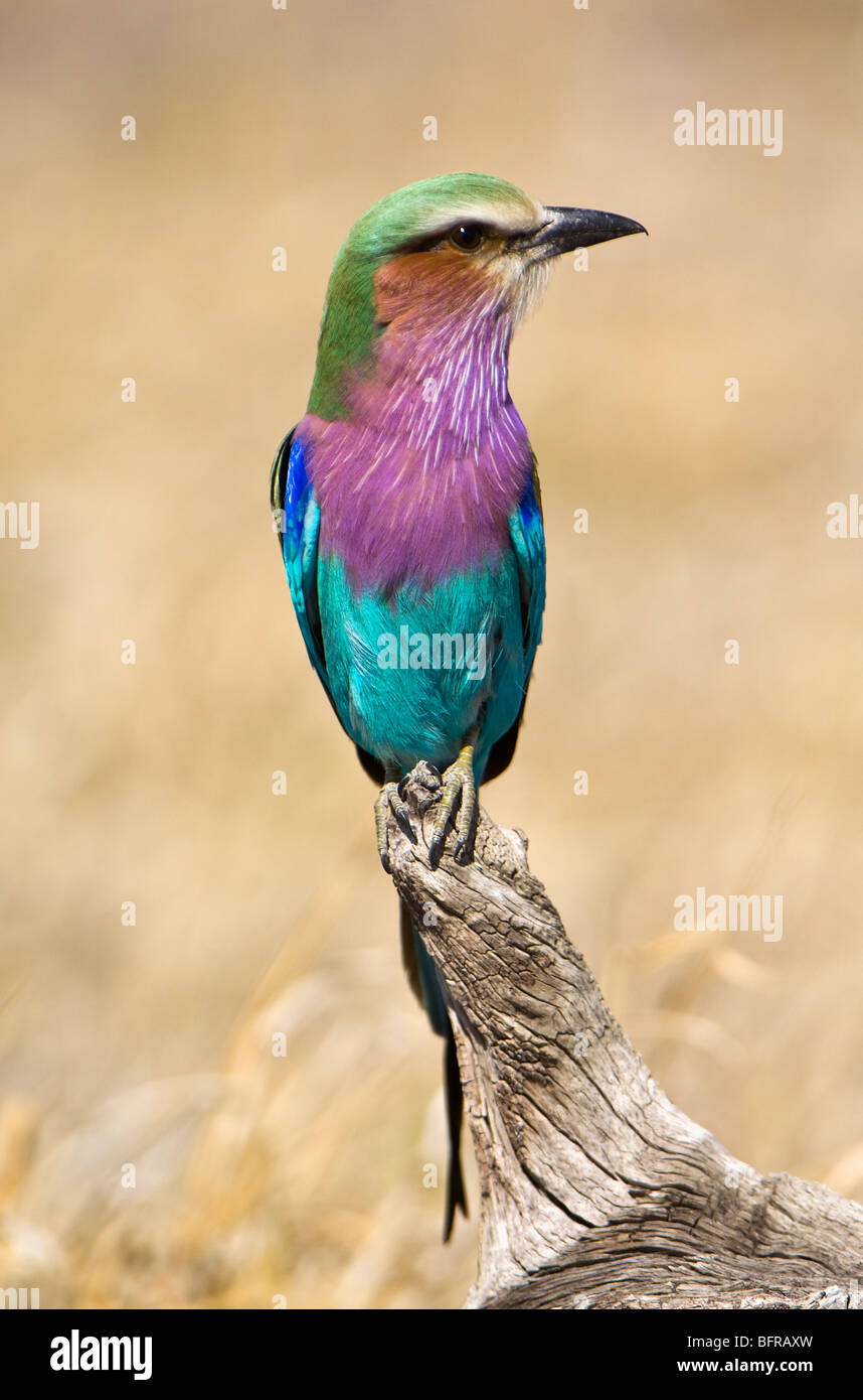 Lilac-breasted Roller (Coracias caudata) debout sur une branche Banque D'Images