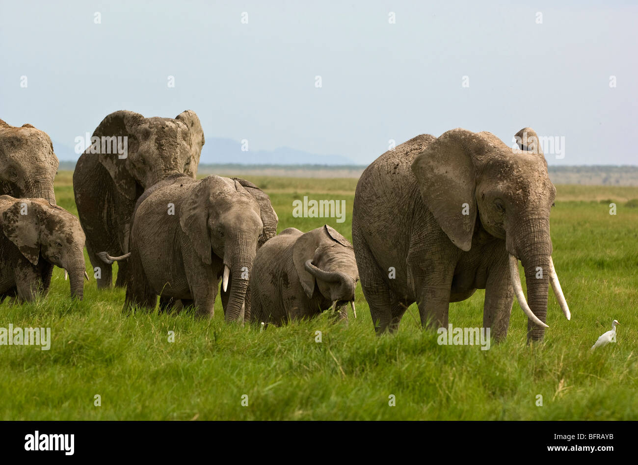 Troupeau des éléphants d'Afrique (Loxodonta africana) marcher dans l'herbe Banque D'Images