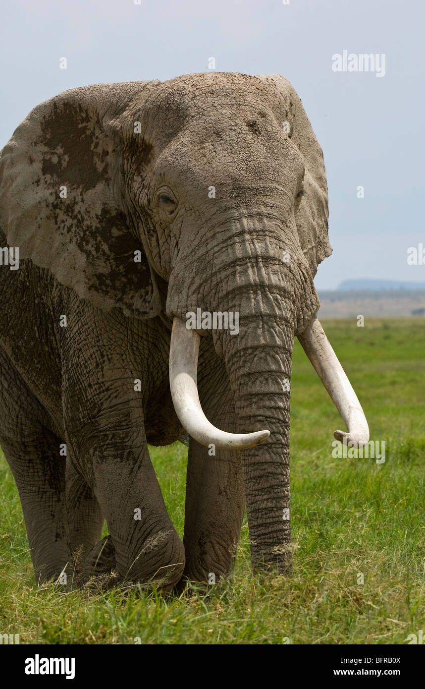 Un gros tusker se déplace lentement à travers la prairie. Banque D'Images