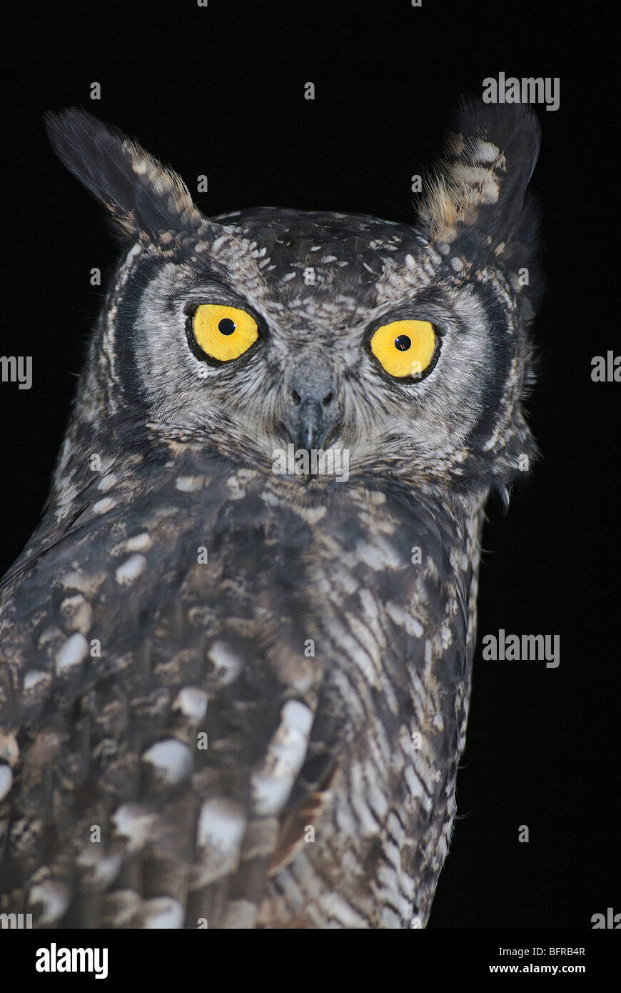 Spotted Eagle owl portrait Banque D'Images