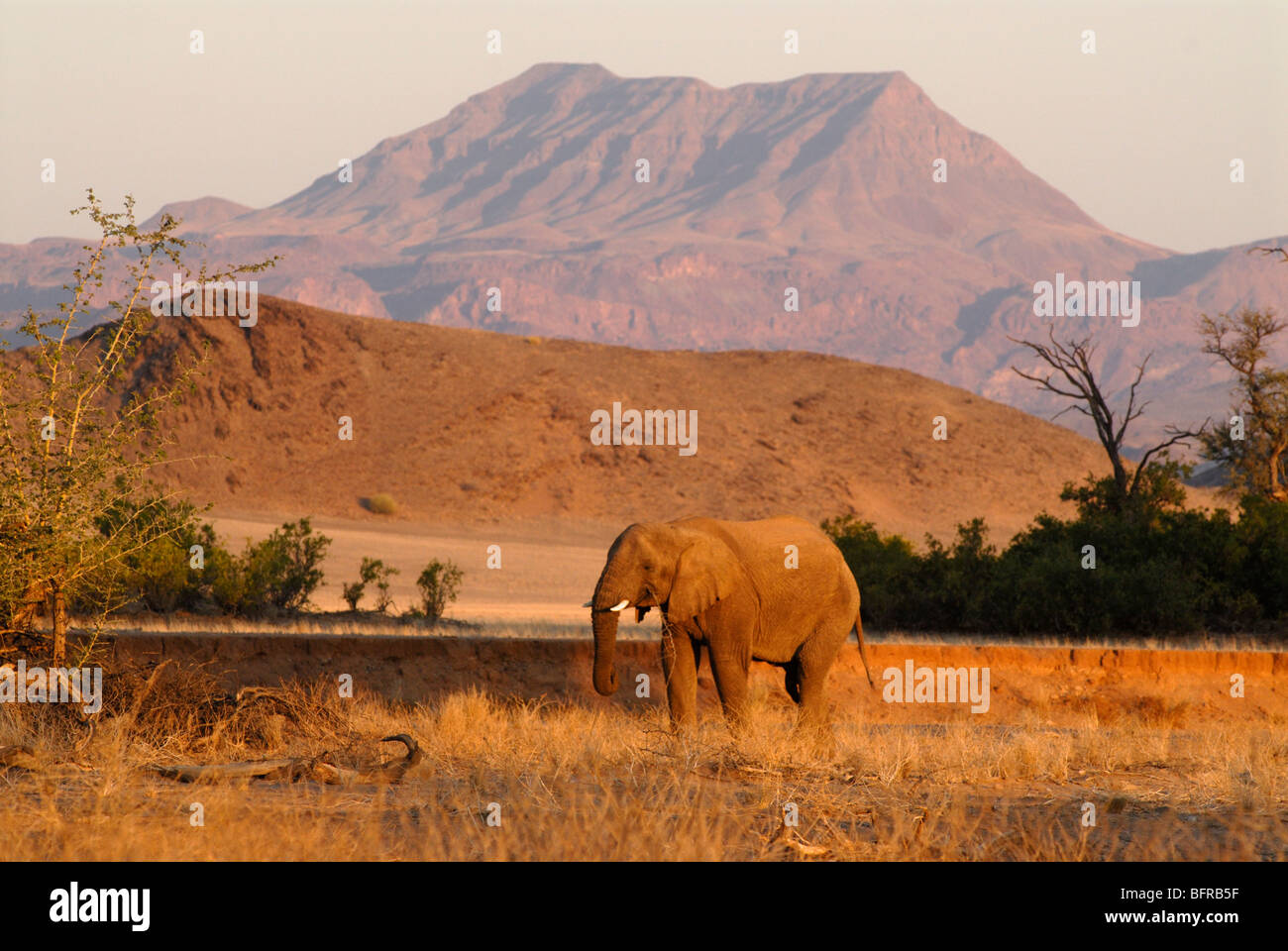 La marche des éléphants à travers désert paysage Banque D'Images