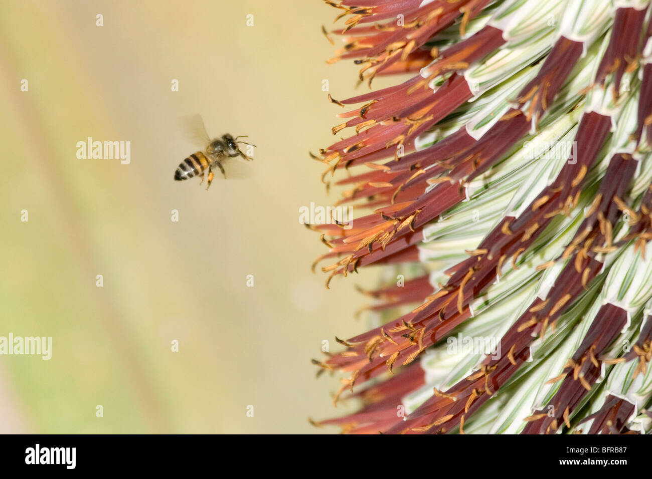 L'abeille africaine planant au-devant de la fleur Banque D'Images