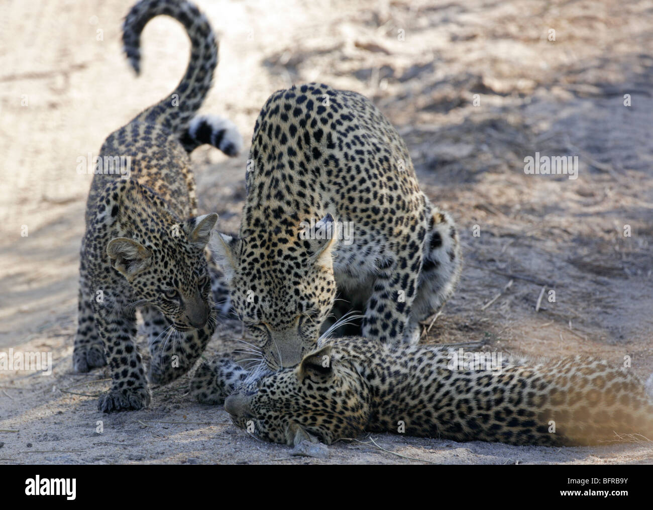 Une femelle leopard cub un toilettage avec les autres également à la recherche d'attention Banque D'Images
