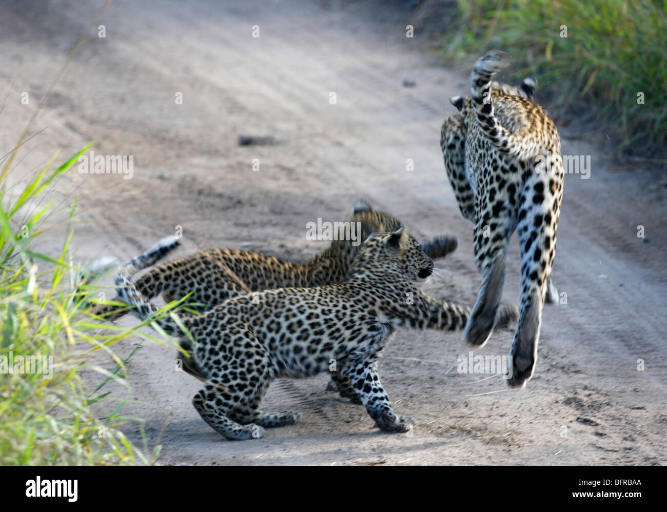 Deux oursons leopard embuscade à leur mère alors qu'elle passe devant un grand tas d'herbe Banque D'Images