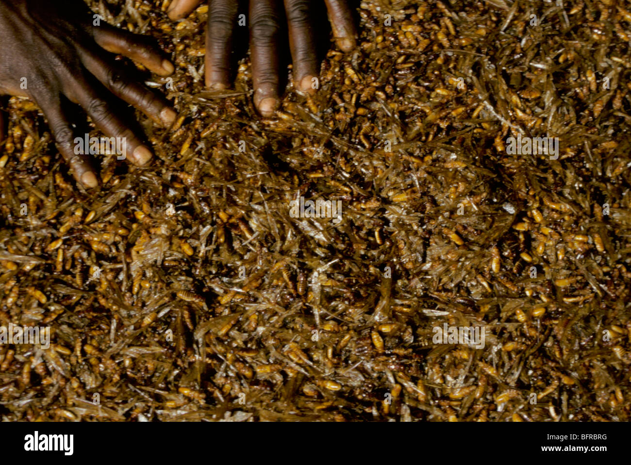 Recueillir et manger local Motswana termites reproduction ou alates lorsqu'ils sortent de leurs colonies pendant les pluies d'été Banque D'Images