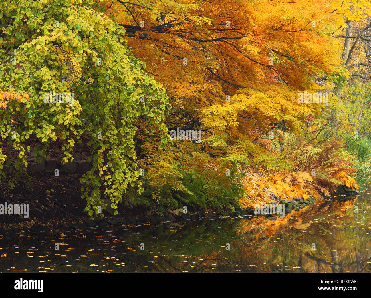 Couleurs d'automne automne Wroclaw Pologne Jardin Botanique Banque D'Images