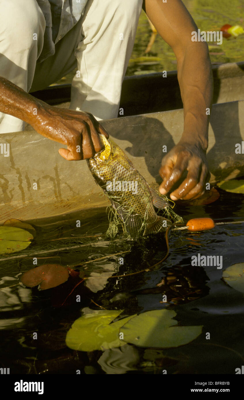 Commercial incontrôlé au filet maillant pour pêcher dans le Delta de l'Okavango est devenue une question de conservation Banque D'Images