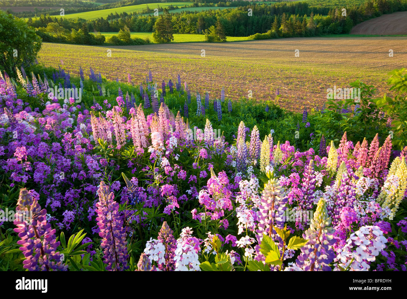Lupins et phlox fleurs, Clinton, Prince Edward Island, Canada Banque D'Images